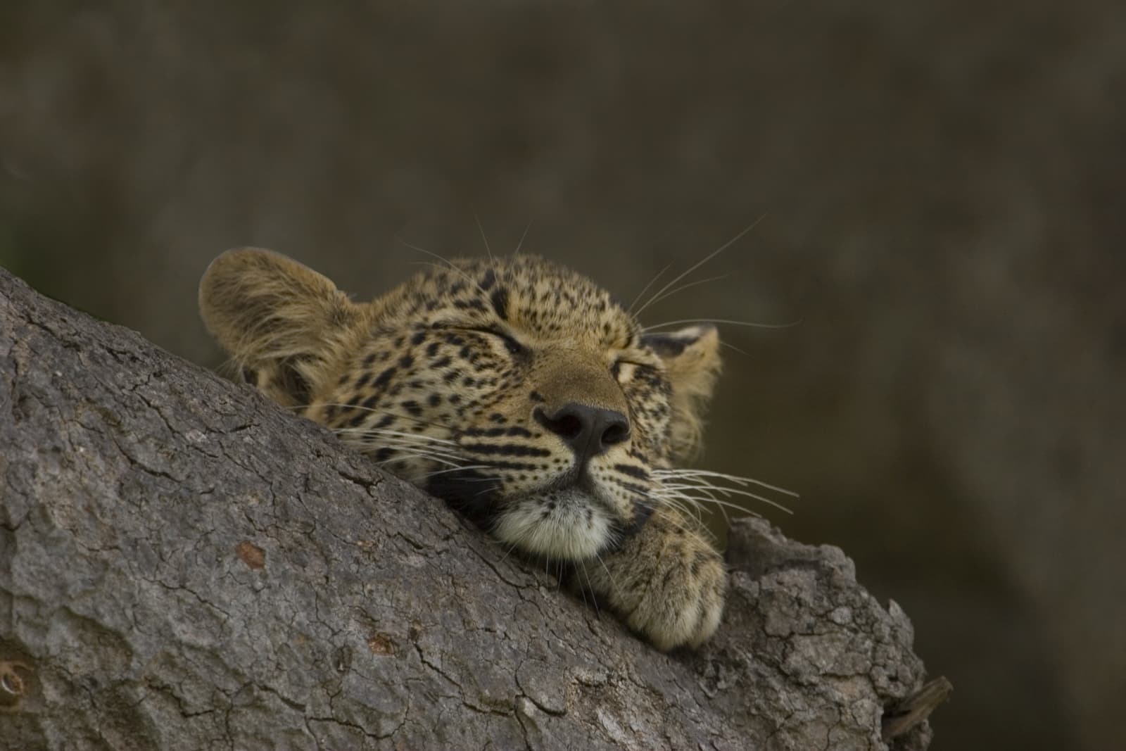 Game Drives gallery image 6