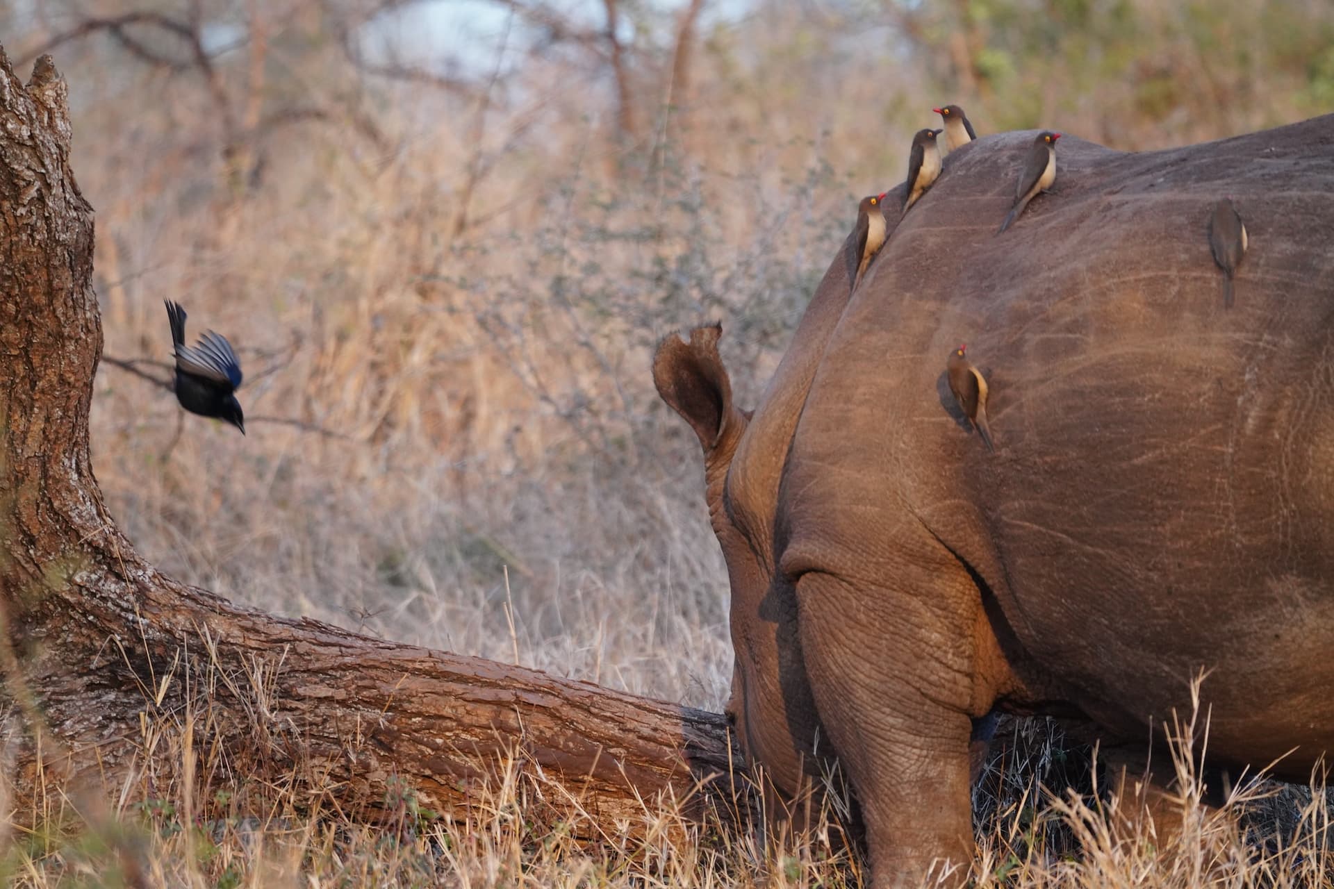 Rhino Horn Trimming gallery image 4