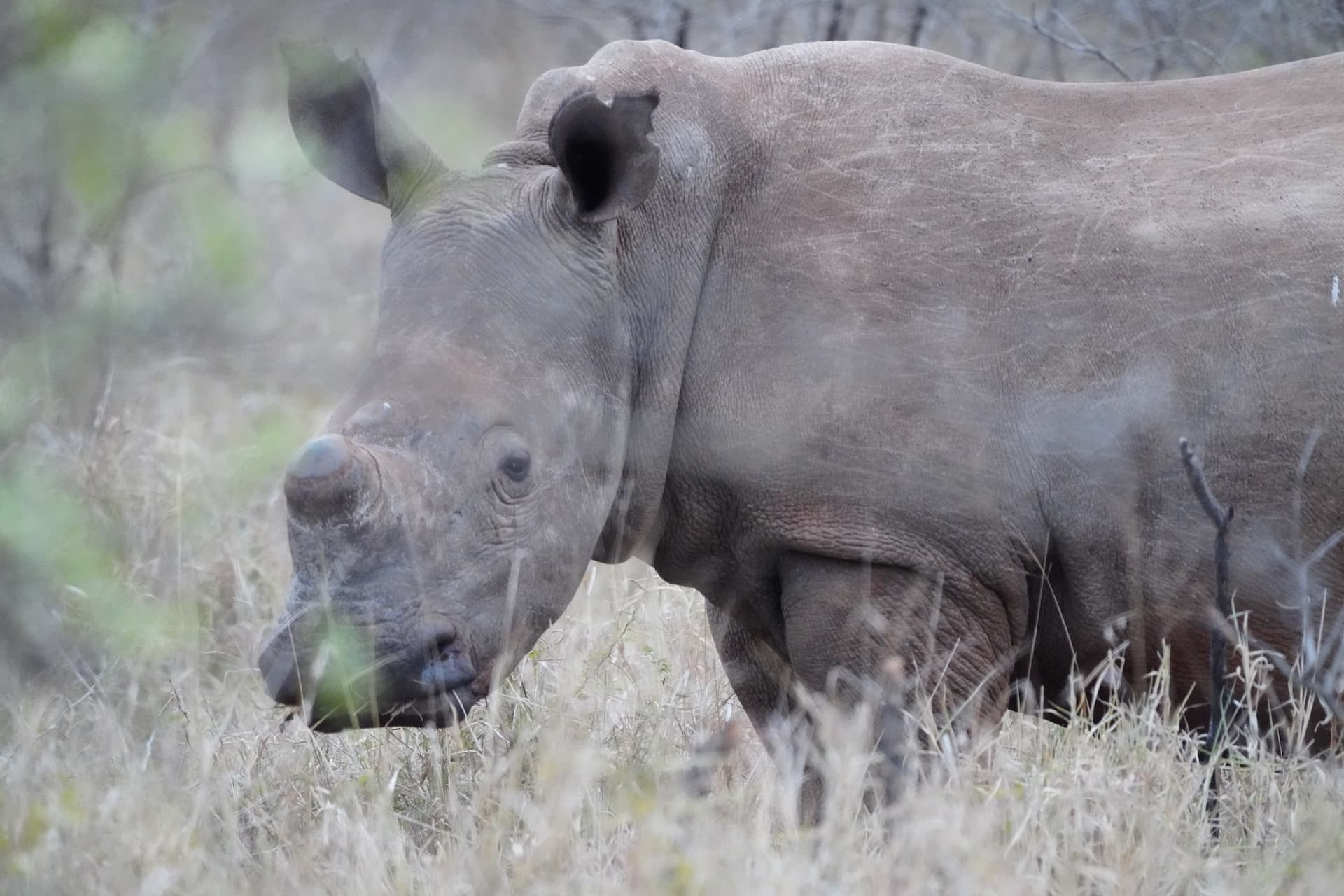 Rhino Horn Trimming gallery image 3