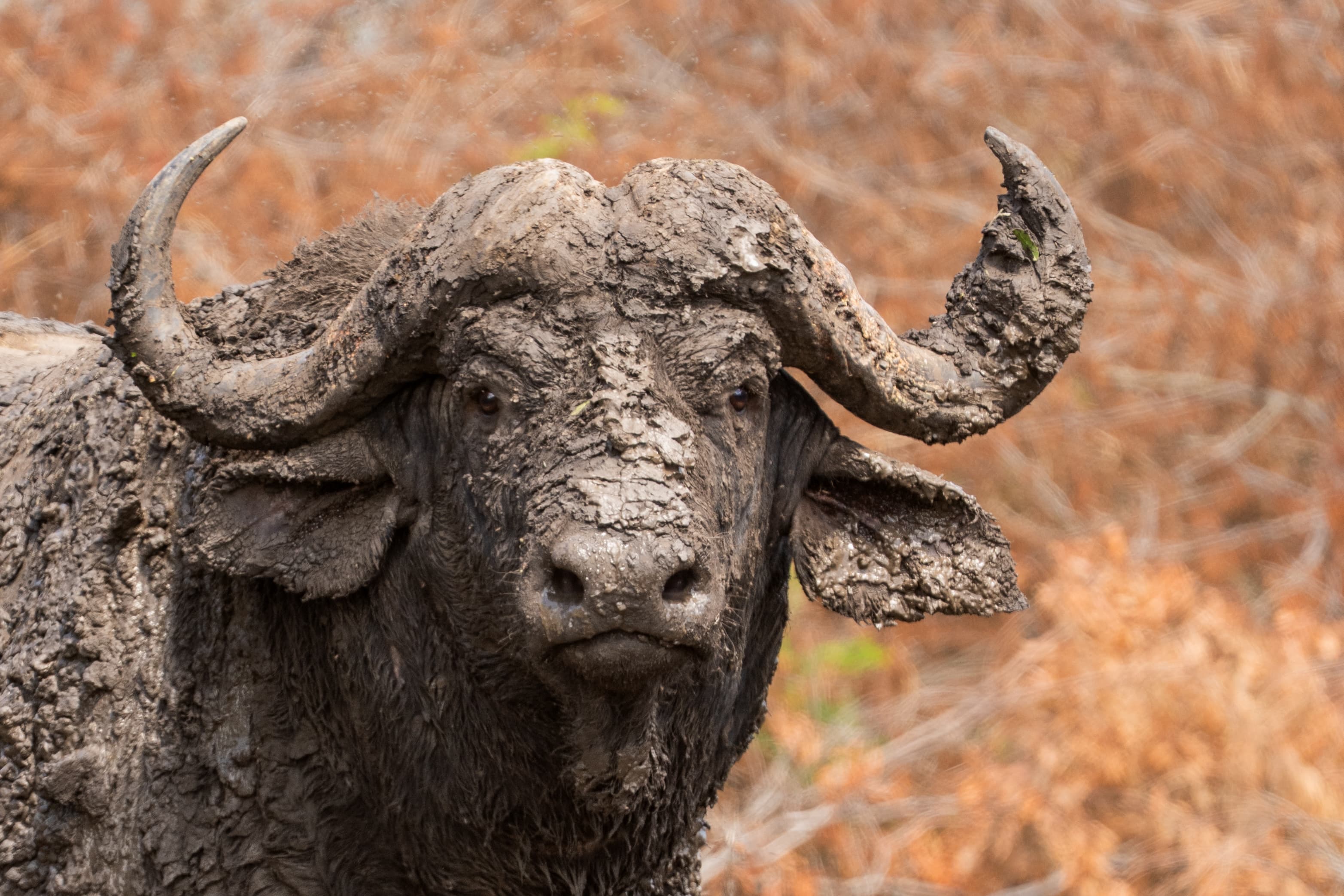 Home to Africa's Most Iconic Wildlife