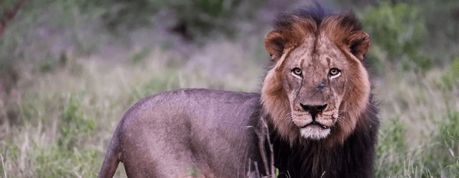 Experience the Main Lodge