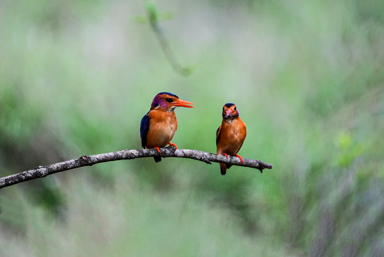 Manyoni Private Game Reserve