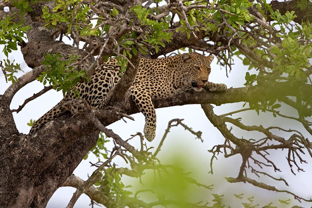 Protecting Africa's Heritage