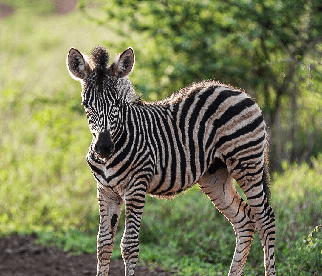 Frequently Asked Questions