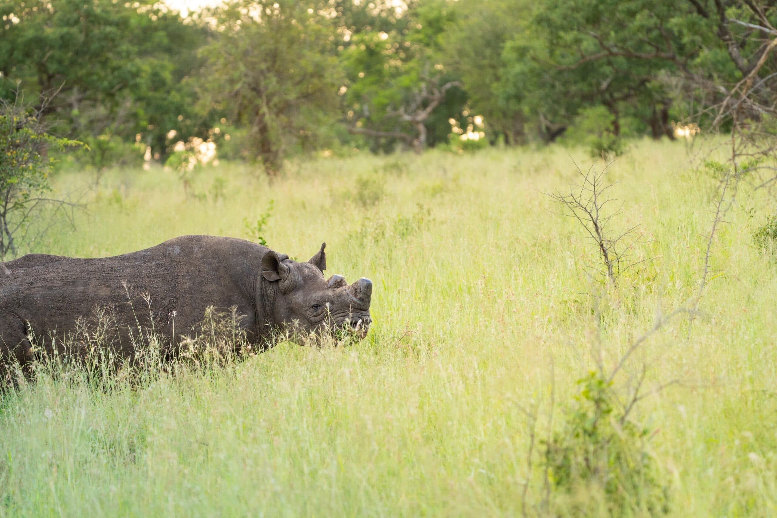 Rhino Horn Trimming
